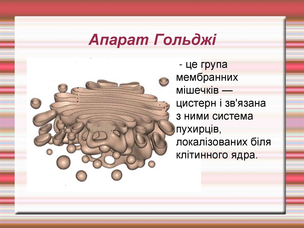 Апарат Гольджі