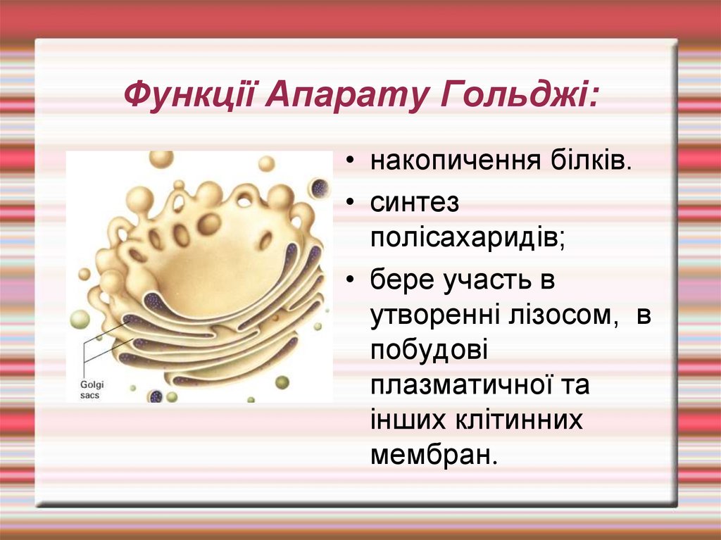 Функції Апарату Гольджі:
