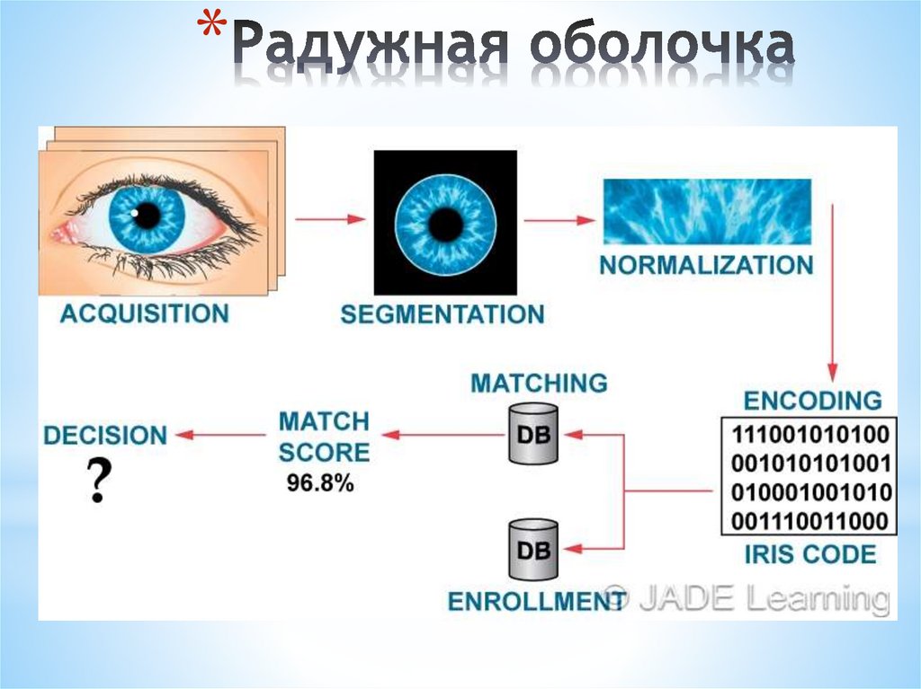 Радужная оболочка