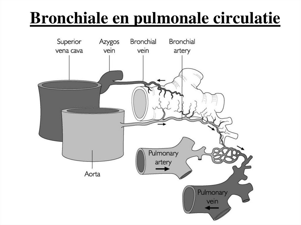 Bronchiale en pulmonale circulatie