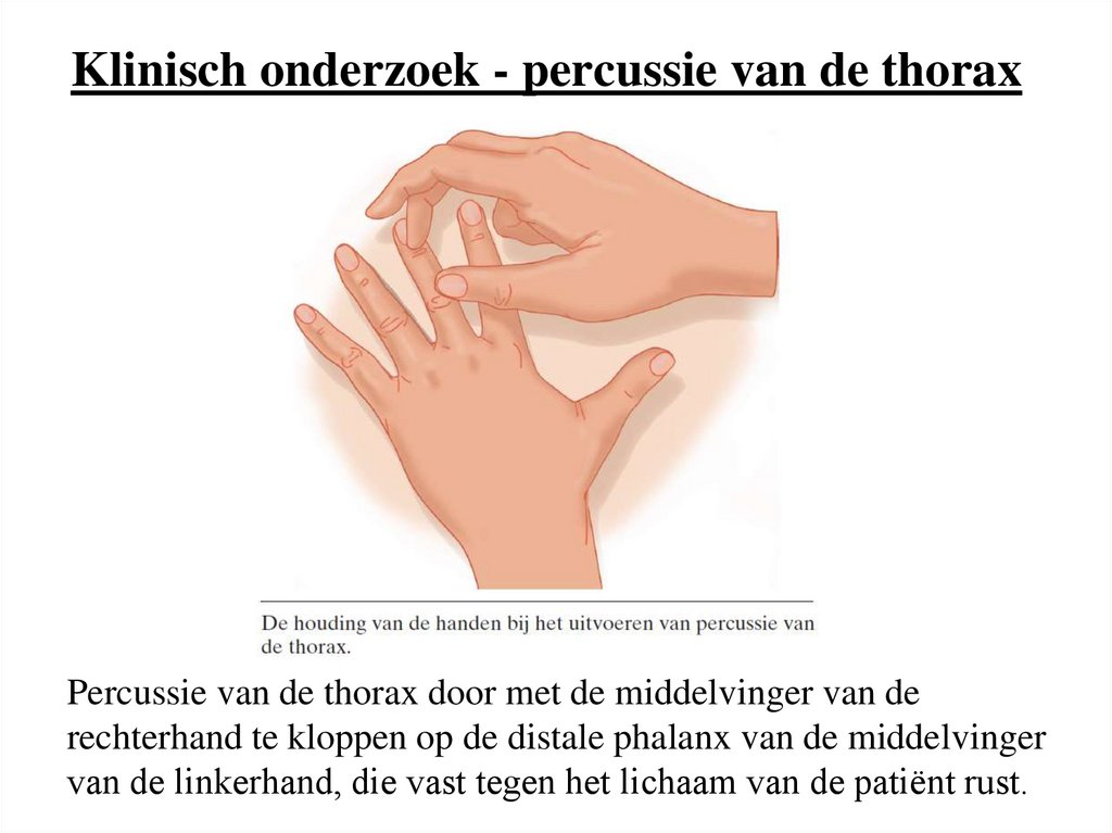 Klinisch onderzoek - percussie van de thorax