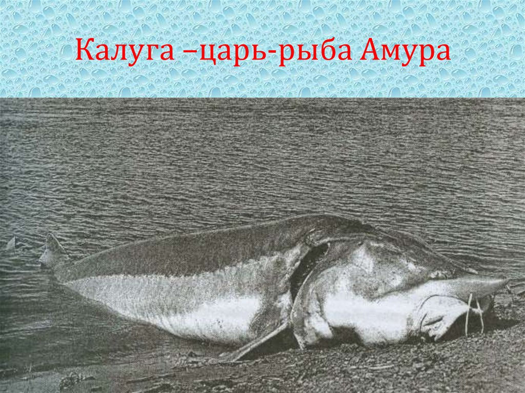Калуга –царь-рыба Амура