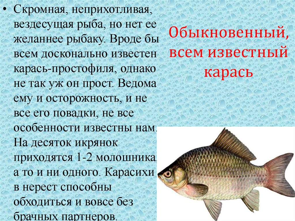 Обыкновенный, всем известный карась