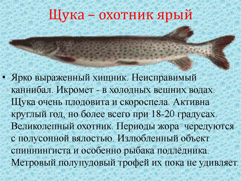 Щука – охотник ярый