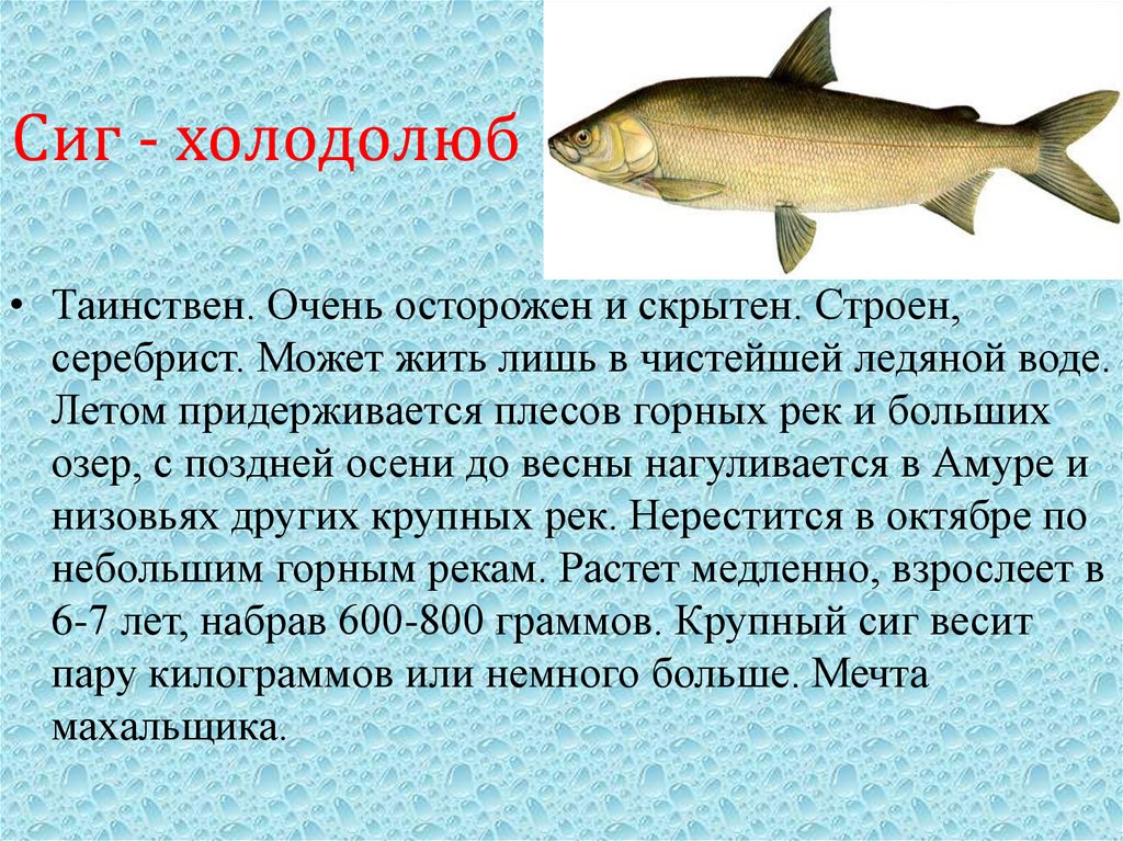 Сиг - холодолюб