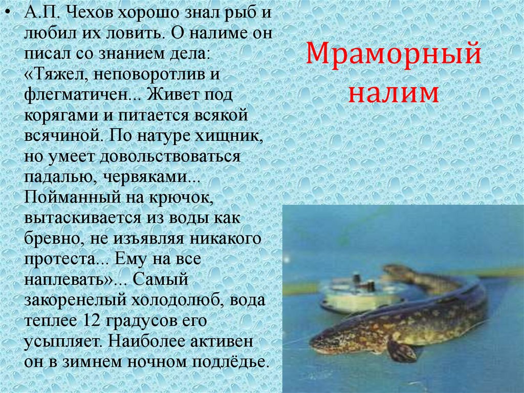 Мраморный налим