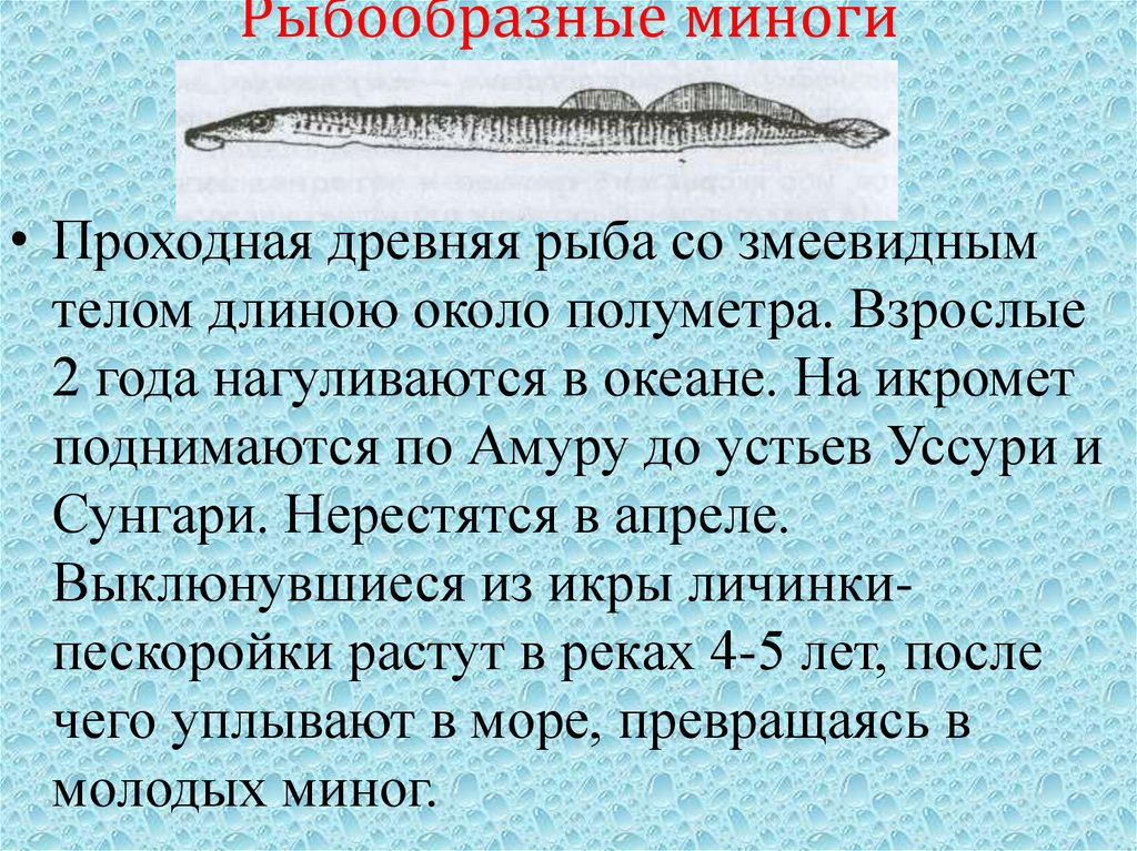 Рыбообразные миноги