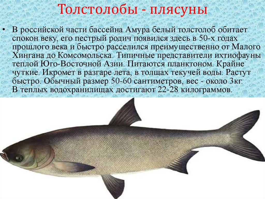 Толстолобы - плясуны