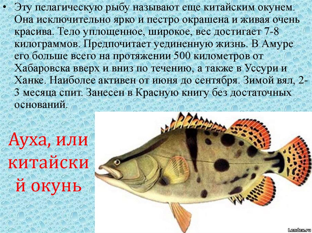 Ауха, или китайский окунь