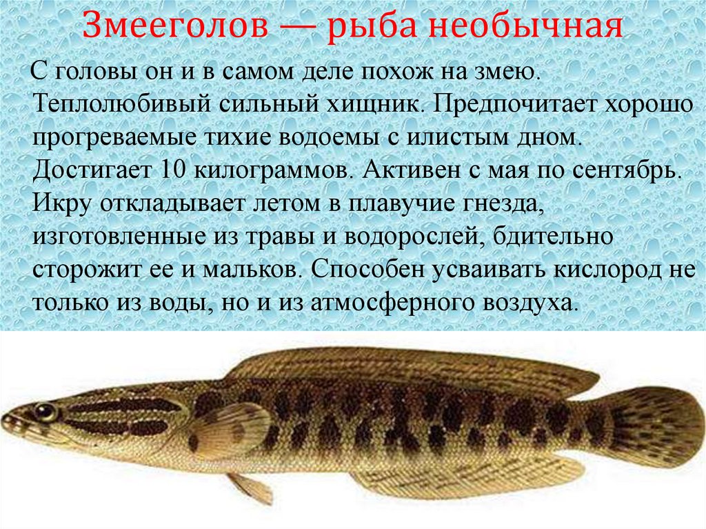 Змееголов — рыба необычная