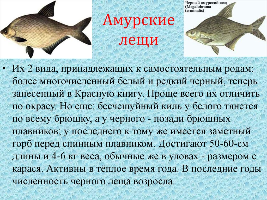 Амурские лещи