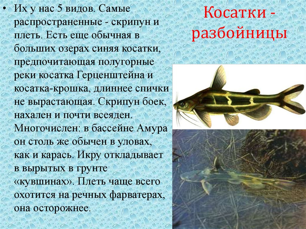 Косатки - разбойницы