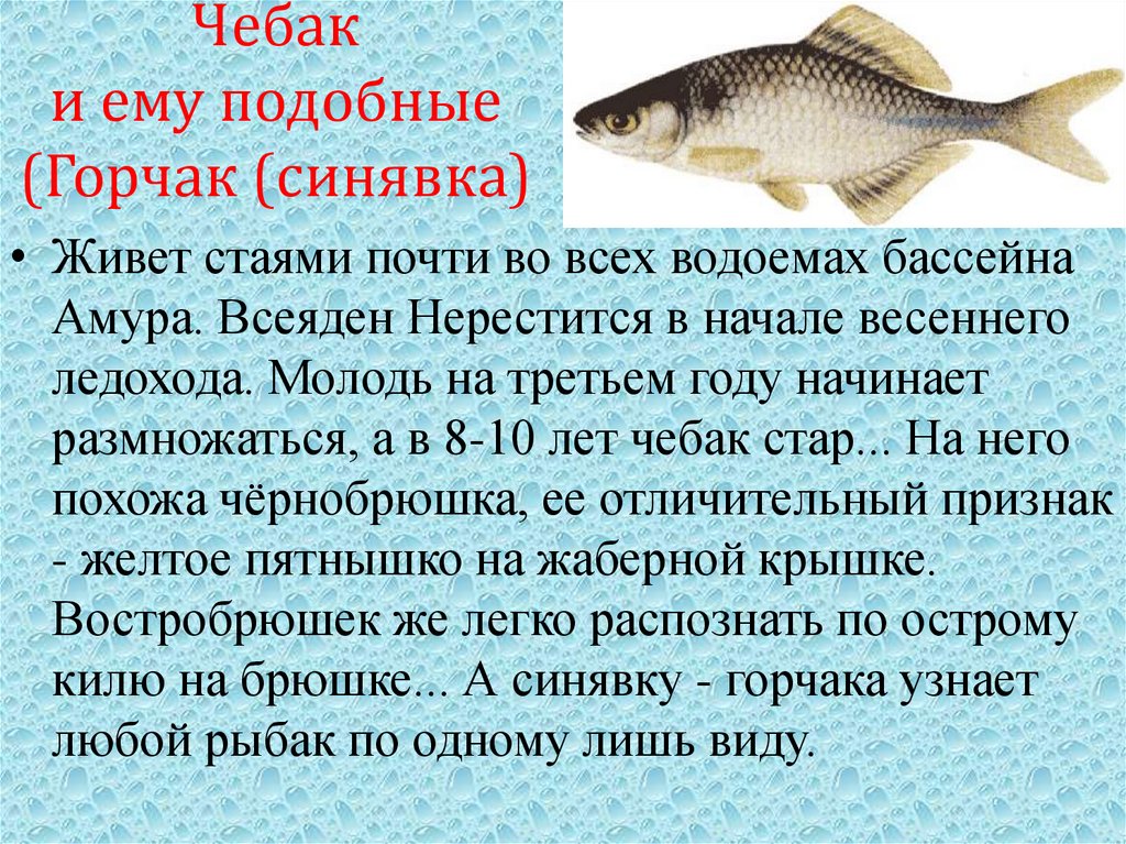 Чебак и ему подобные (Горчак (синявка)