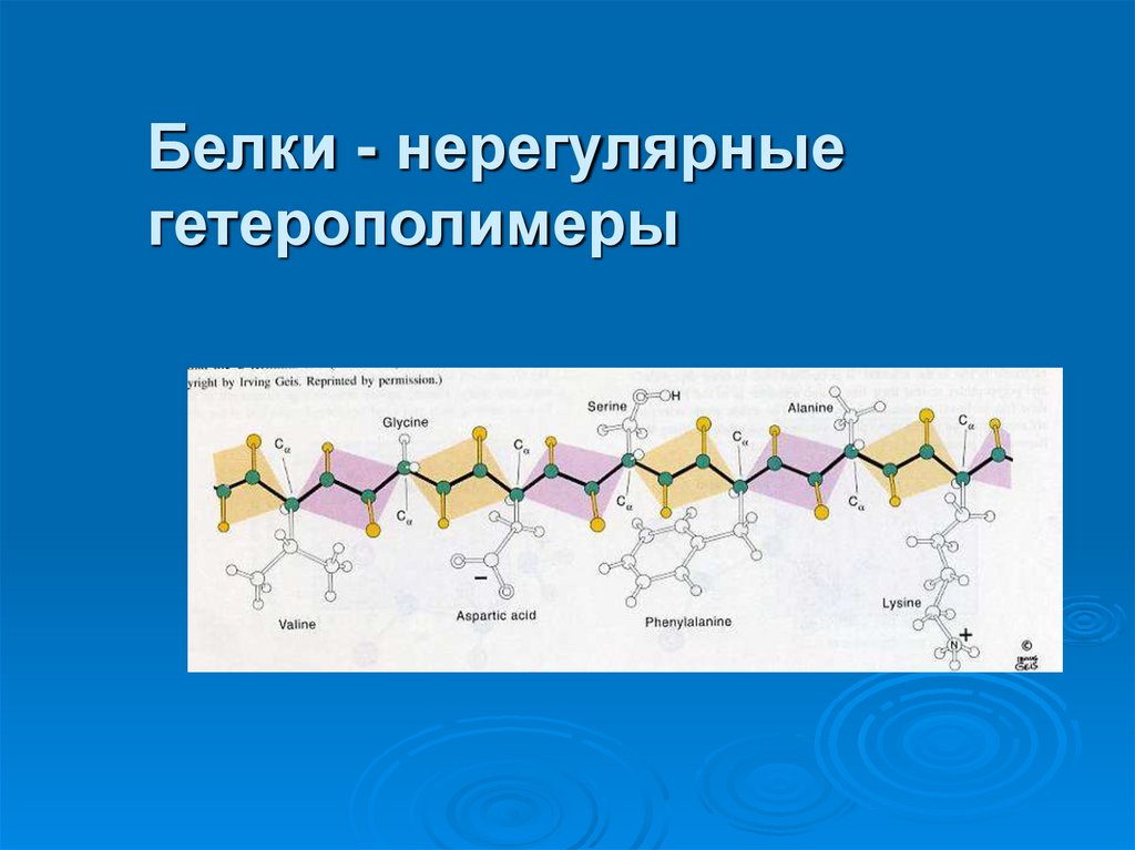Белки - нерегулярные гетерополимеры