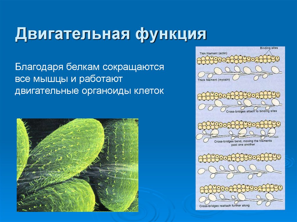 Двигательная функция