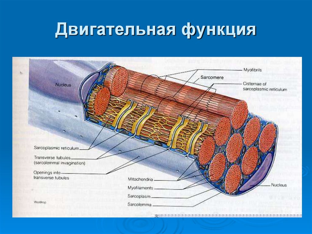 Двигательная функция