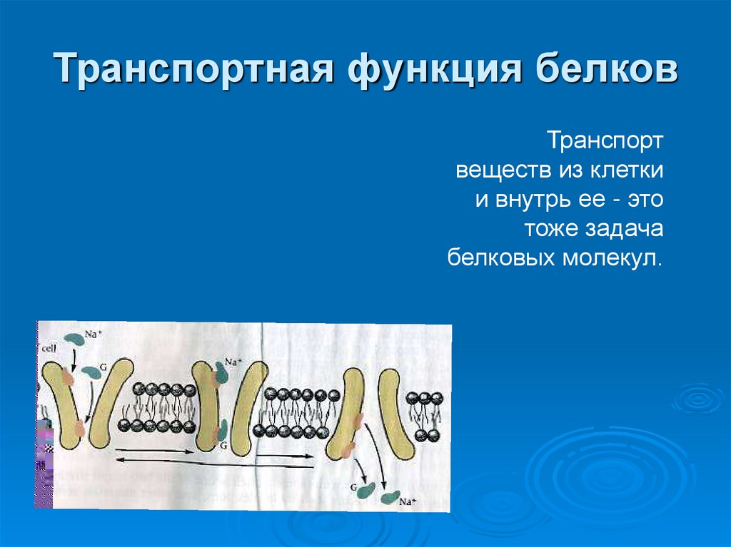 Транспортная функция белков
