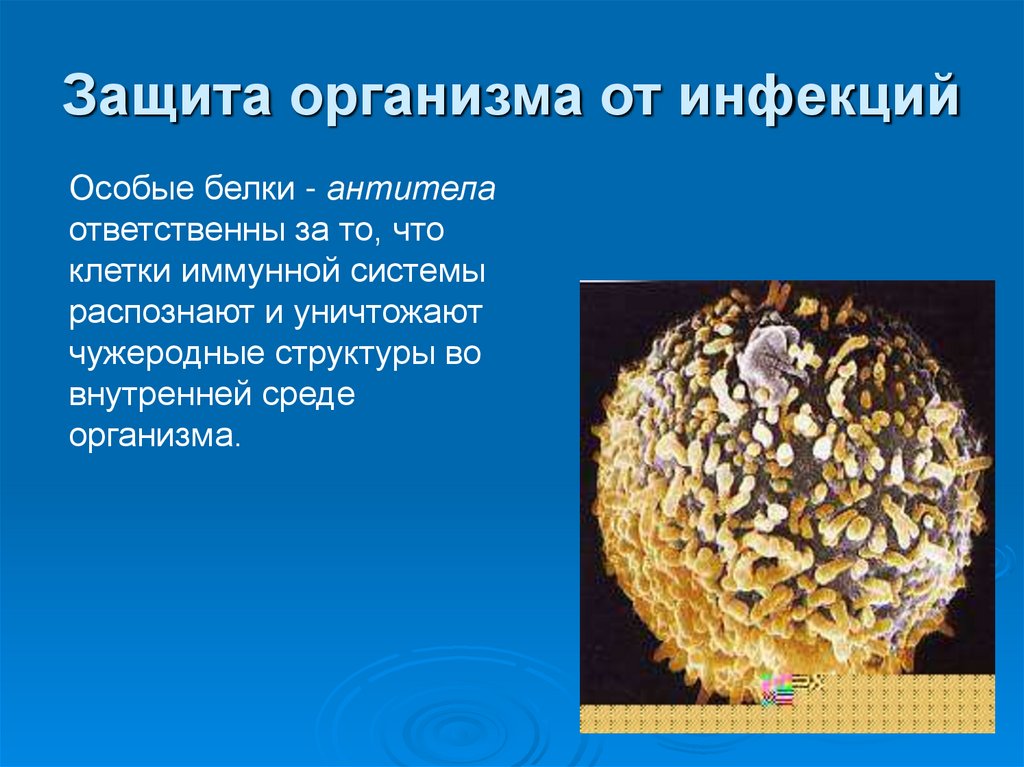 Защита организма от инфекций