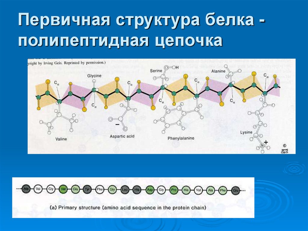 Первичная структура белка - полипептидная цепочка