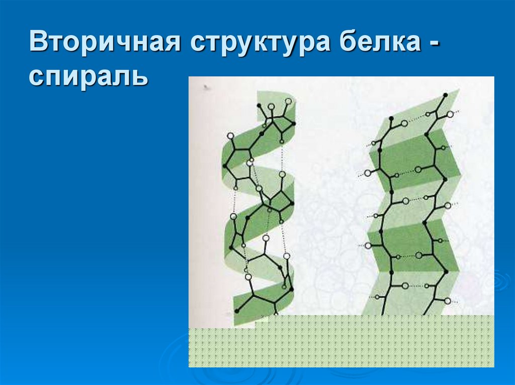 Вторичная структура белка - спираль