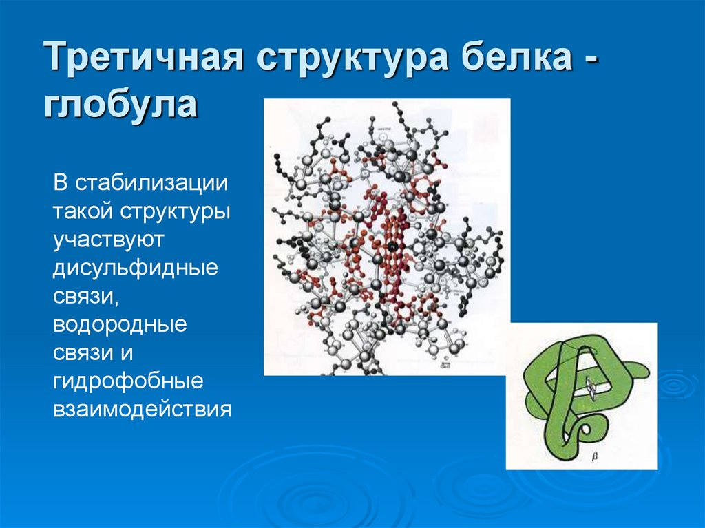 Третичная структура белка - глобула