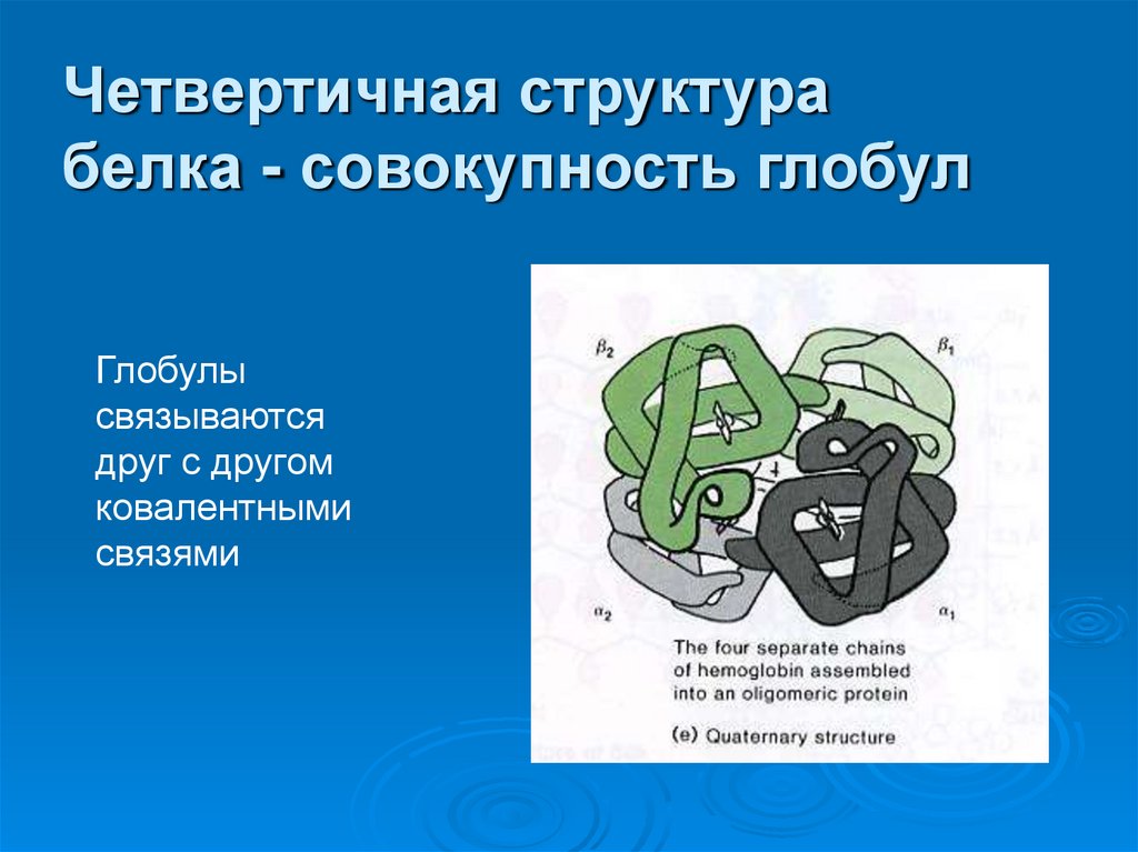 Четвертичная структура белка - совокупность глобул