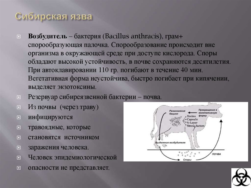 Сибирская язва ( Anthrax, «священный огонь», «персидский огонь», болезнь тряпичников, сортировщиков шерсти)