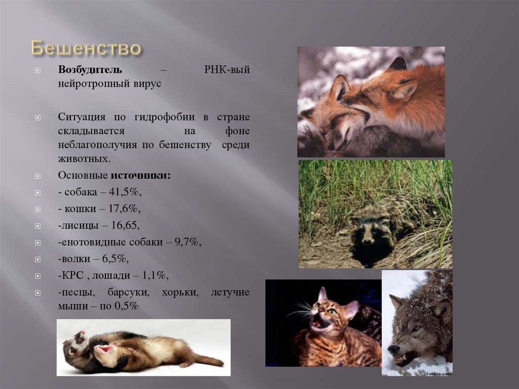 Бешенство (RABIES, ГИДРОФОБИЯ)