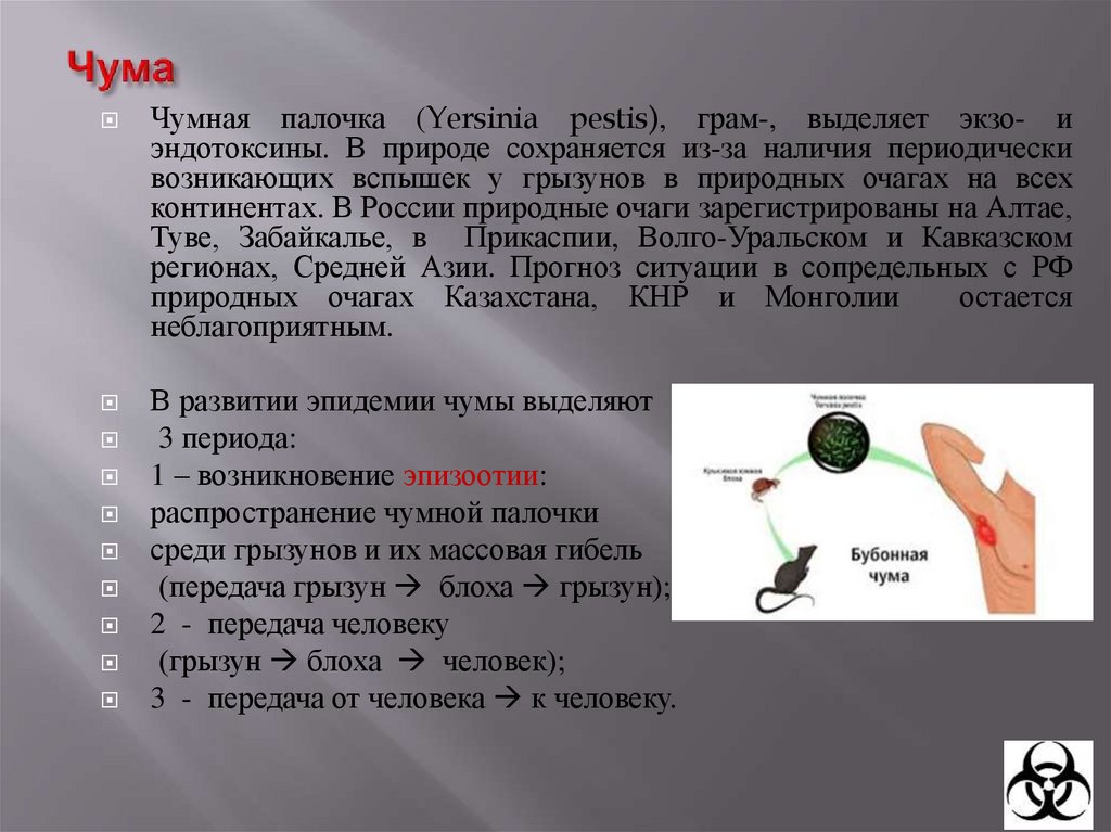 ЧУМА (Pestis – «гибель»)