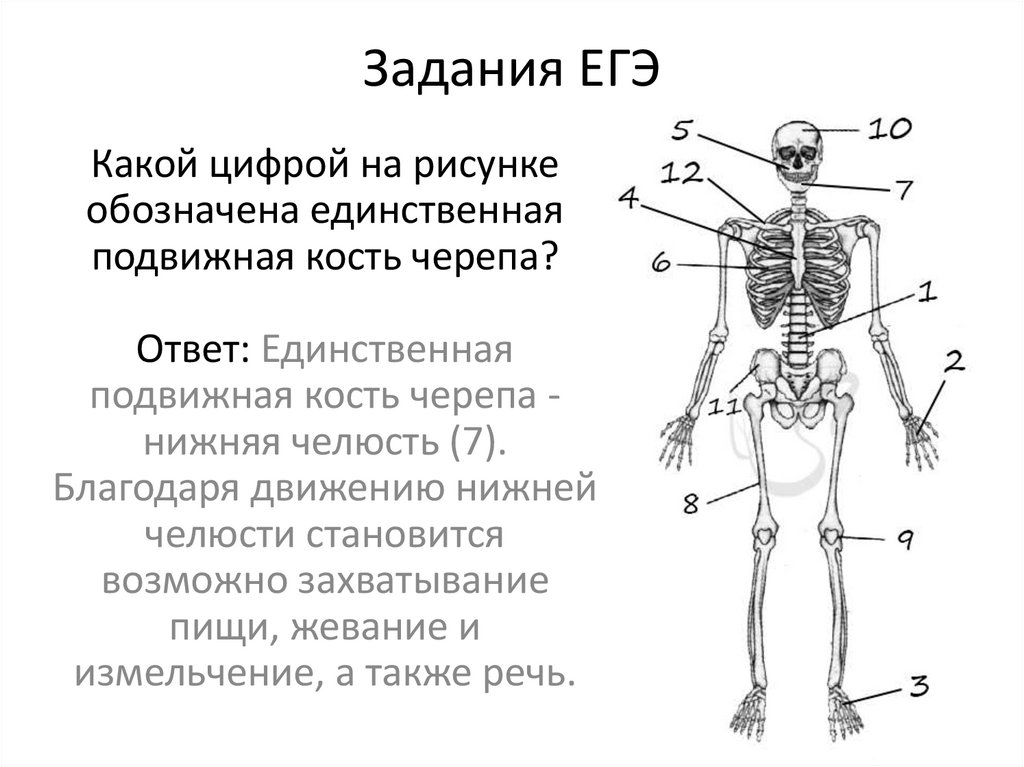 Задания ЕГЭ