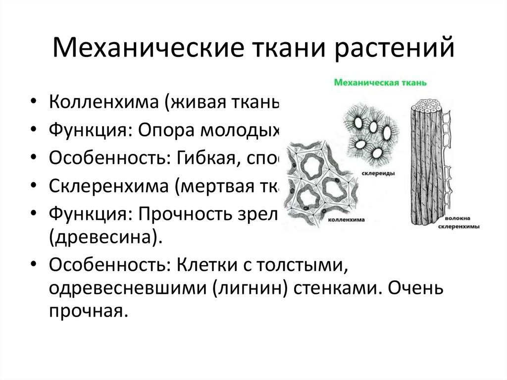 Механические ткани растений