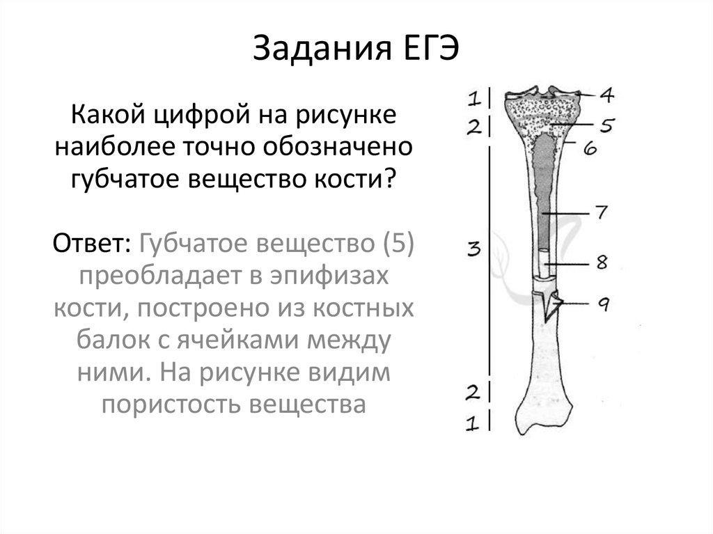 Задания ЕГЭ