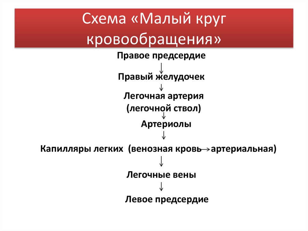 Схема «Малый круг кровообращения»