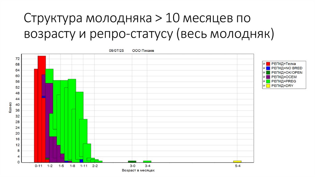 Структура молодняка > 10 месяцев по возрасту и репро-статусу (весь молодняк)