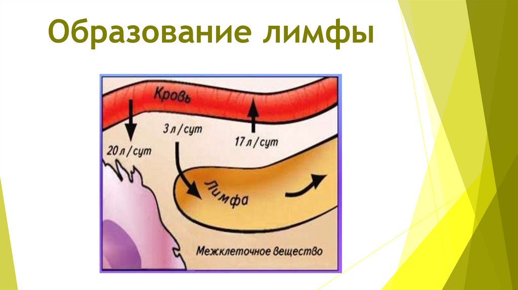 Образование лимфы