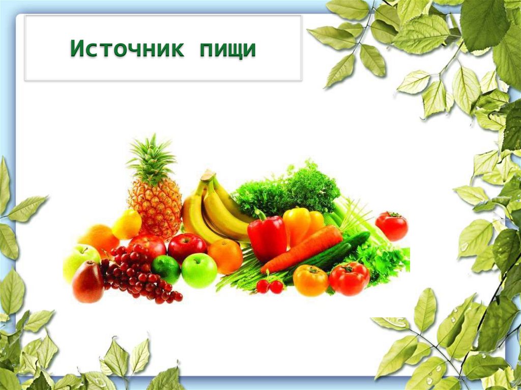 Источник пищи