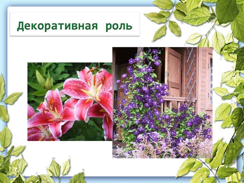 Декоративная роль