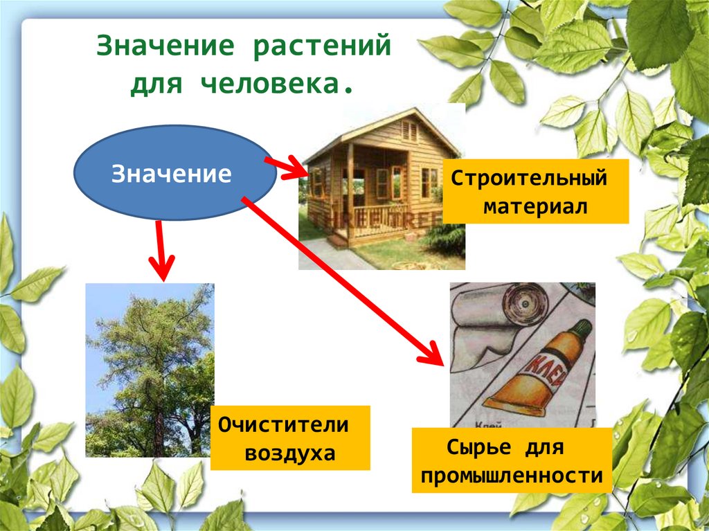 Значение растений для человека.
