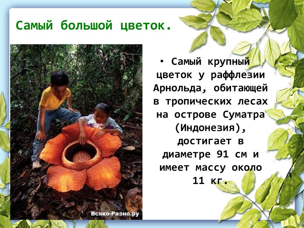 Самый большой цветок.