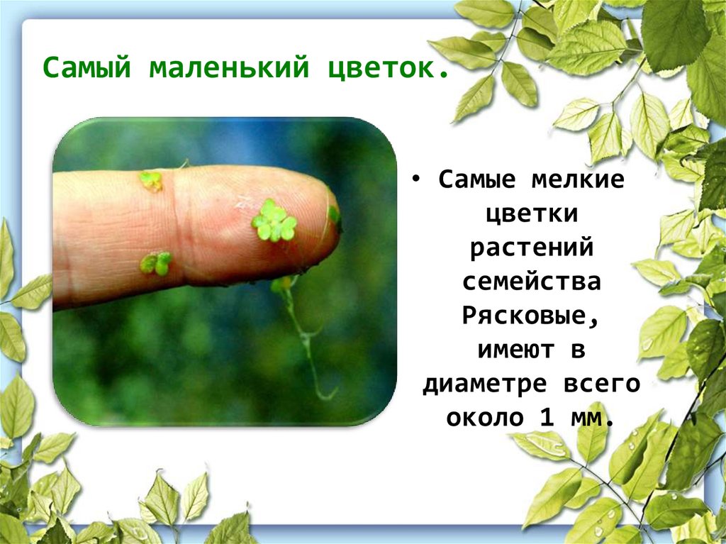 Самый маленький цветок.