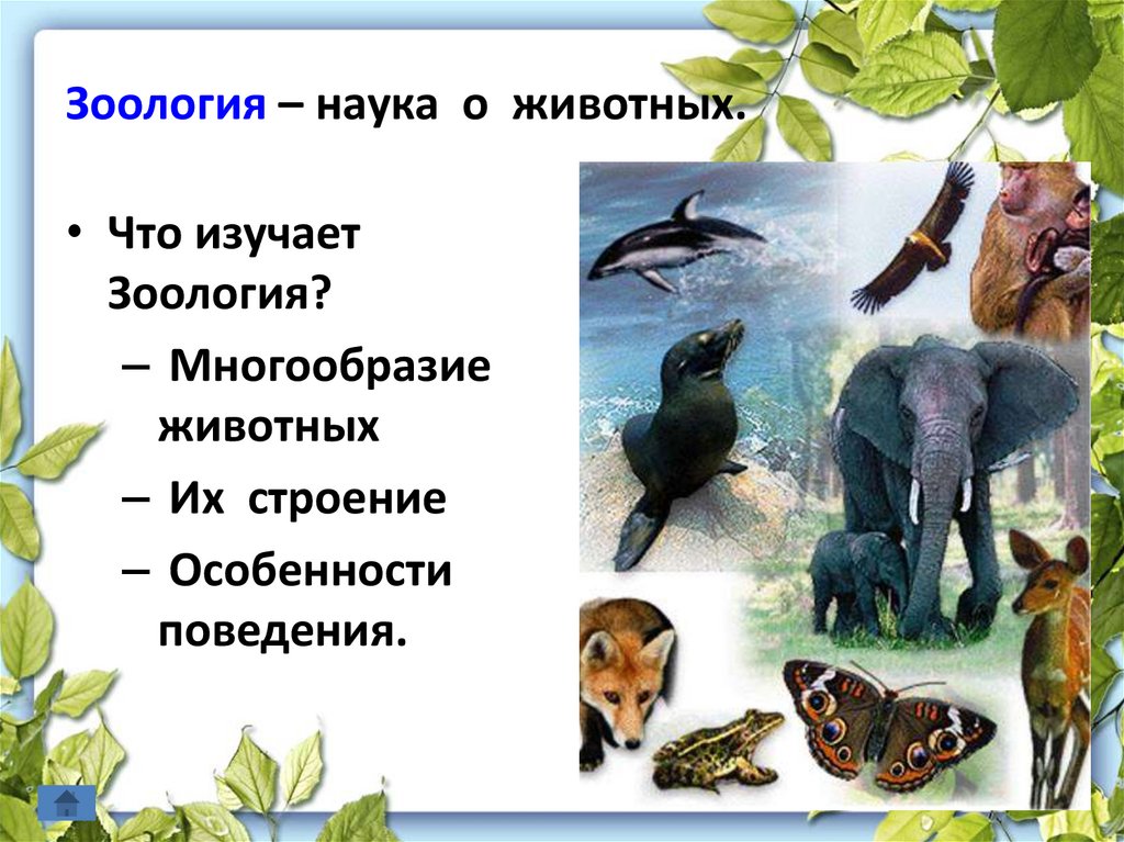 Зоология – наука о животных.