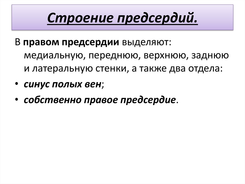 Строение предсердий.