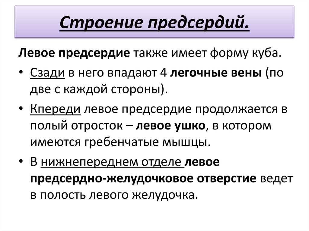 Строение предсердий.