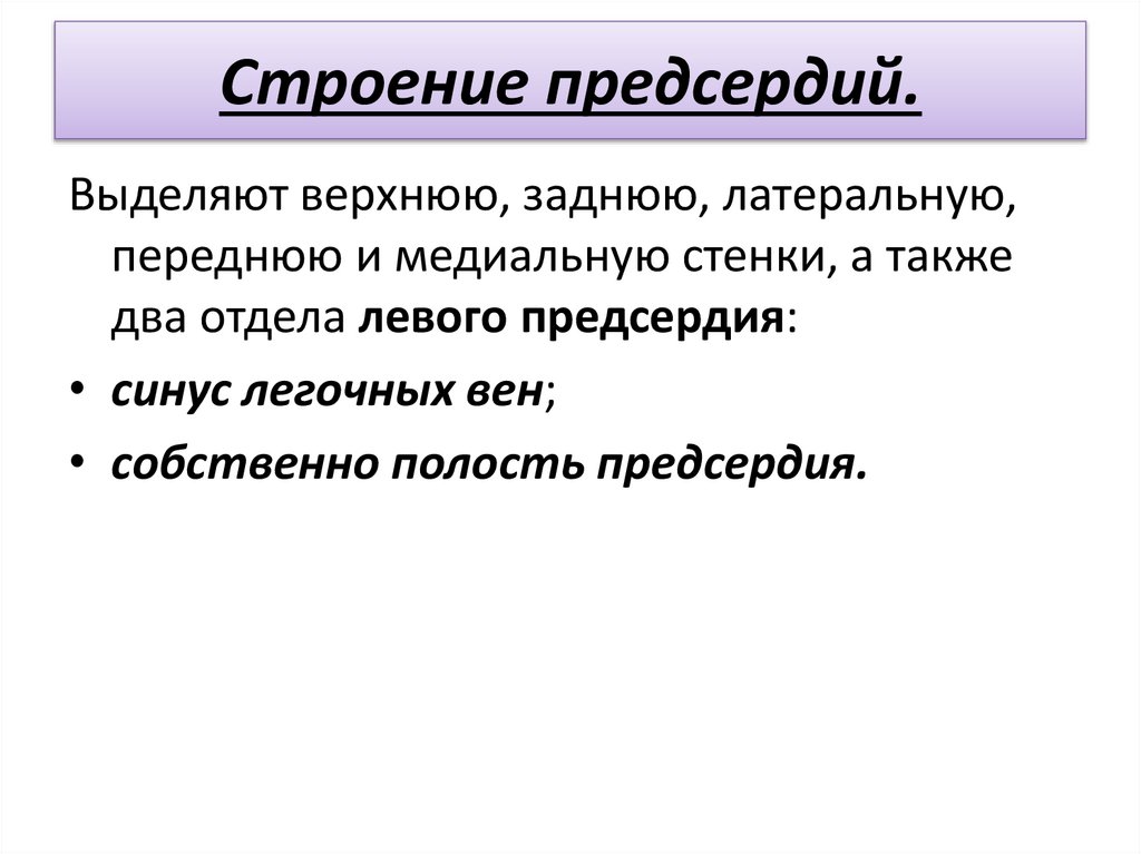 Строение предсердий.