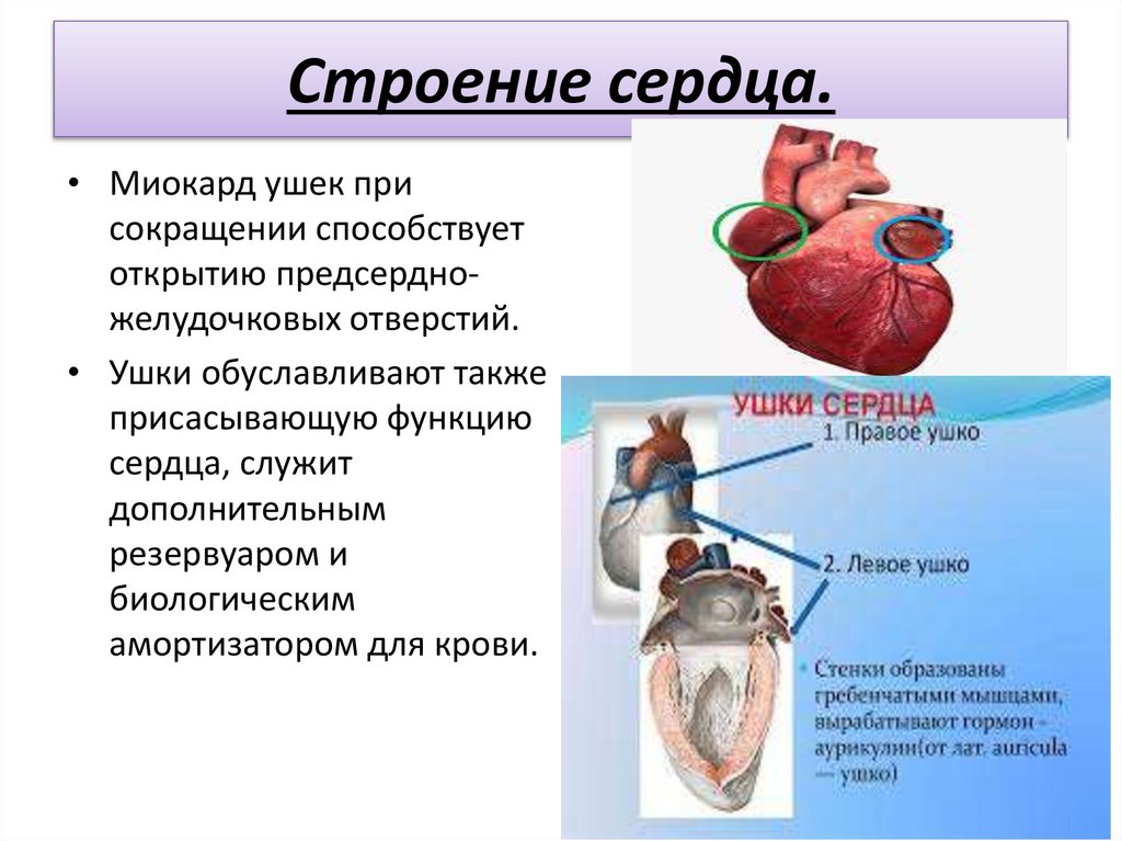 Строение сердца.