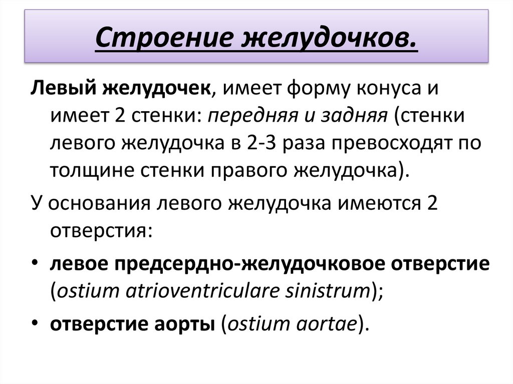 Строение желудочков.