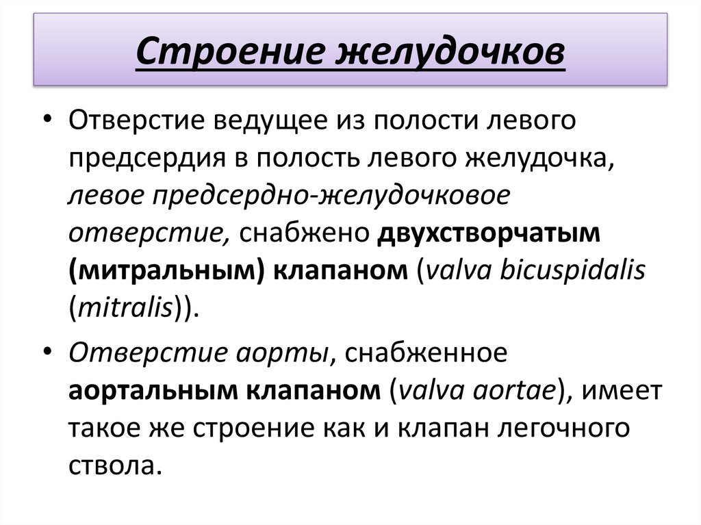 Строение желудочков