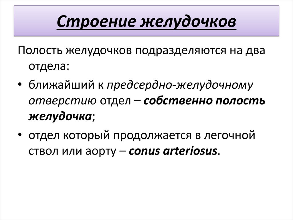 Строение желудочков