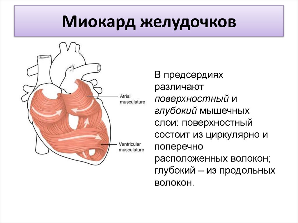 Миокард желудочков