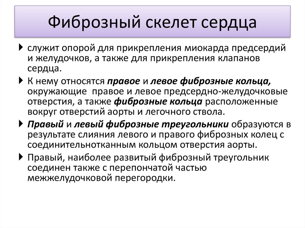 Фиброзный скелет сердца